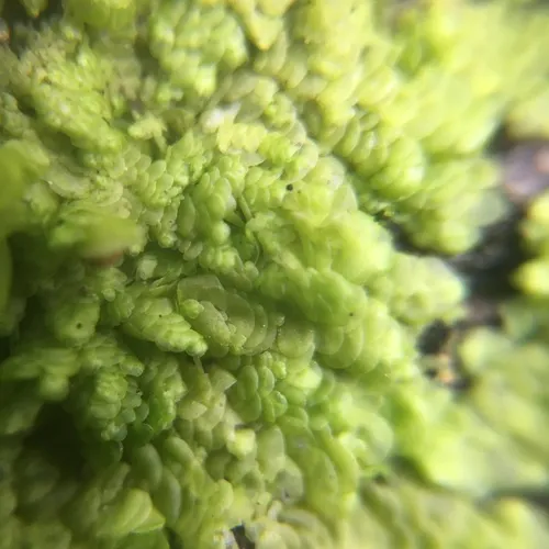 Flat-leaved Scalewort