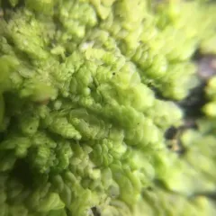 Flat-leaved Scalewort thumbnail 1
