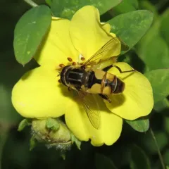Woolly-tailed Marsh Fly thumbnail 4