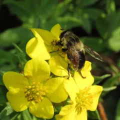 Orange-spotted Drone Fly thumbnail 4