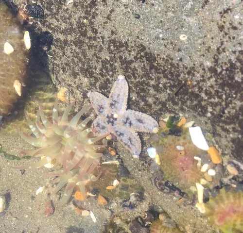 Giant Sea Star
