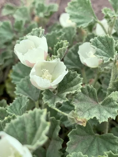 alkali mallow