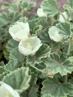 alkali mallow thumbnail 1