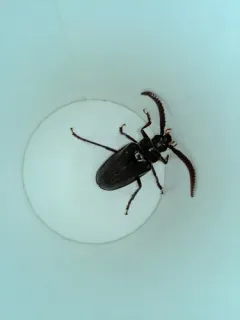 Prionus cuneatus thumbnail 4