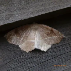 Curved-toothed Geometer Moth thumbnail 4