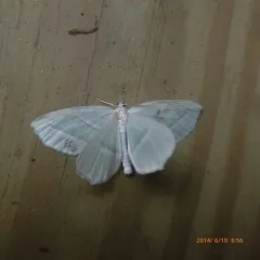 Pale Beauty thumbnail 3