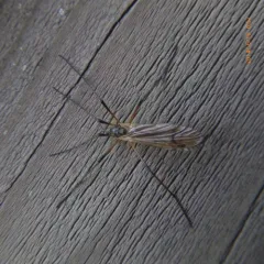 Prionolabis rufibasis thumbnail 3