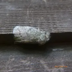 Wavy-lined Heterocampa Moth thumbnail 4