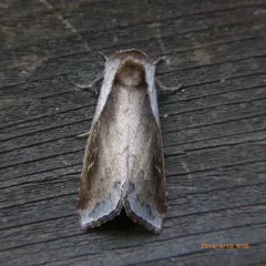 Cattail Borer Moth thumbnail 4