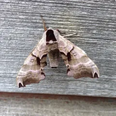 Twin-spotted Sphinx thumbnail 3