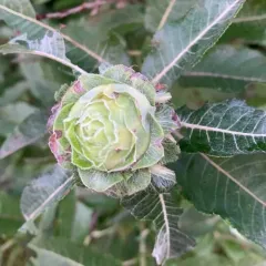 Willow Rose Gall Midge thumbnail 4