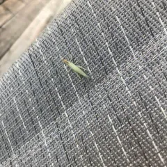 Narrow-winged Tree Cricket thumbnail 4