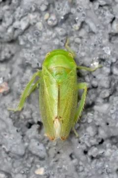 Penestragania alabamensis thumbnail 2