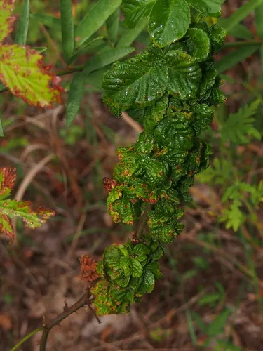 Aphis rubifolii
