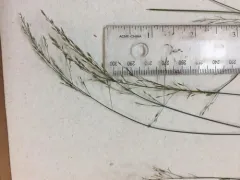 Wood Meadow-grass thumbnail 2