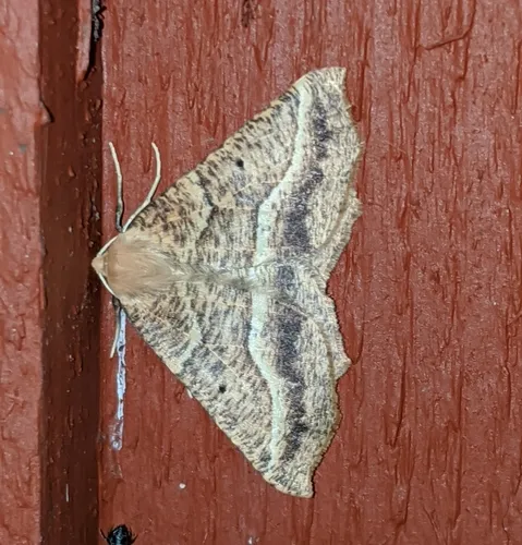 Tetracis pallulata