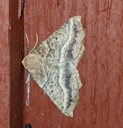 Tetracis pallulata thumbnail 1