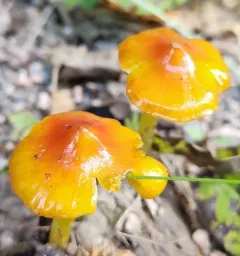 Persistent Waxcap thumbnail 3