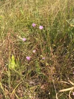 Round-stem False Foxglove thumbnail 2