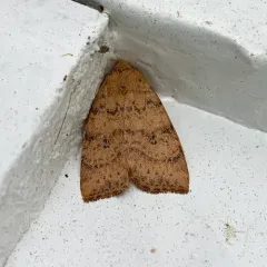 Dotted Sallow thumbnail 4