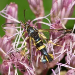 Dogwood Borer Moth thumbnail 2