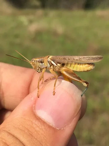 Yellowish Spur-throat Grasshopper