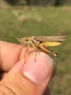 Yellowish Spur-throat Grasshopper thumbnail 1
