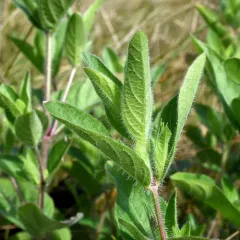 hairy ruellia thumbnail 1