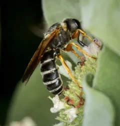 Parallel-striped Sweat Bee thumbnail 2