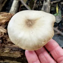 Deer Mushroom thumbnail 3
