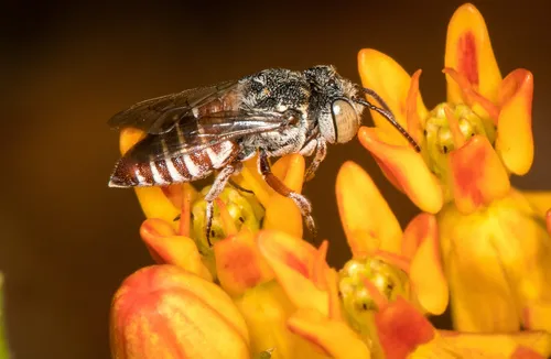 Coelioxys coturnix