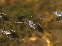 Broad-shouldered Water Strider thumbnail 1