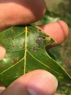 Stigmella nigriverticella thumbnail 2