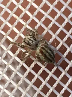 Pelegrina arizonensis thumbnail 2