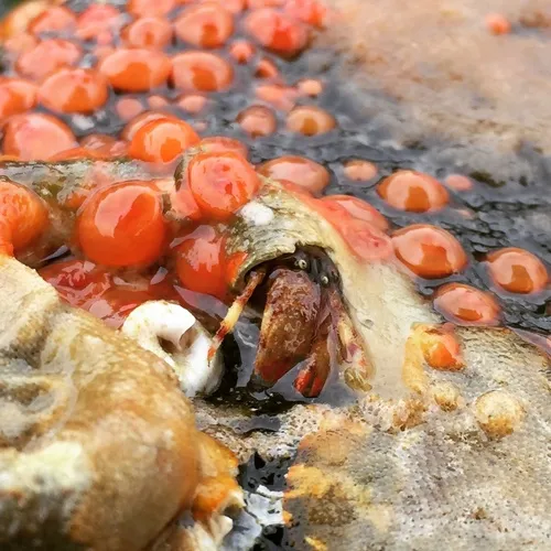Greenmark Hermit Crab