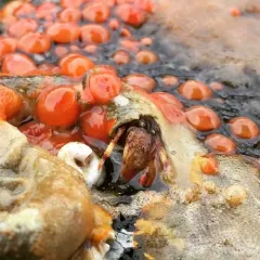 Greenmark Hermit Crab thumbnail 1
