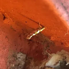 Argyresthia calliphanes thumbnail 2