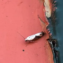 Ash Bud Moth thumbnail 2