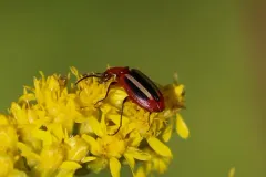 Lebia pectita thumbnail 4