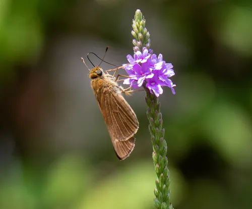 Ocola Skipper