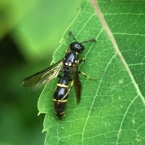 Symmorphus canadensis