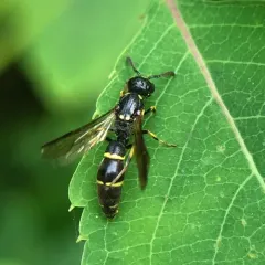 Symmorphus canadensis thumbnail 1