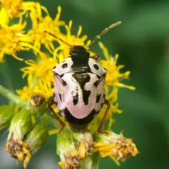 Anchor Stink Bug thumbnail 3
