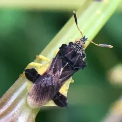 Pennsylvania Ambush Bug thumbnail 4