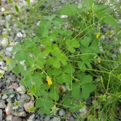 slender yellow woodsorrel thumbnail 4