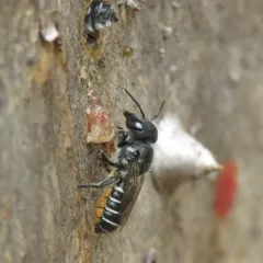 Megachile angelarum thumbnail 2