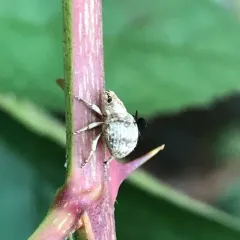 Two-banded Japanese Weevil thumbnail 2