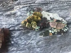 Trichaptum laricinum thumbnail 1