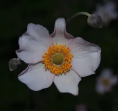 Hubei Anemone thumbnail 2