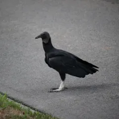 Black Vulture thumbnail 3